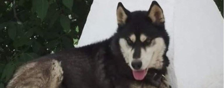 Μάρτυρας υπέδειξε το σημείο της άγριας κακοποίησης του Όλιβερ στην Αράχωβα