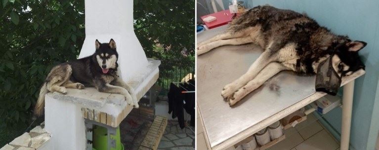 Τι συμβαίνει με την αδιανόητη κακοποίηση του χάσκι στην Αράχωβα