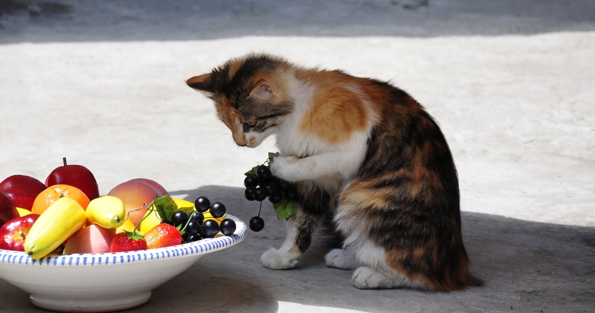 Χιλιάδες γάτες γίνονται vegan, προφανώς όχι επειδή το θέλουν