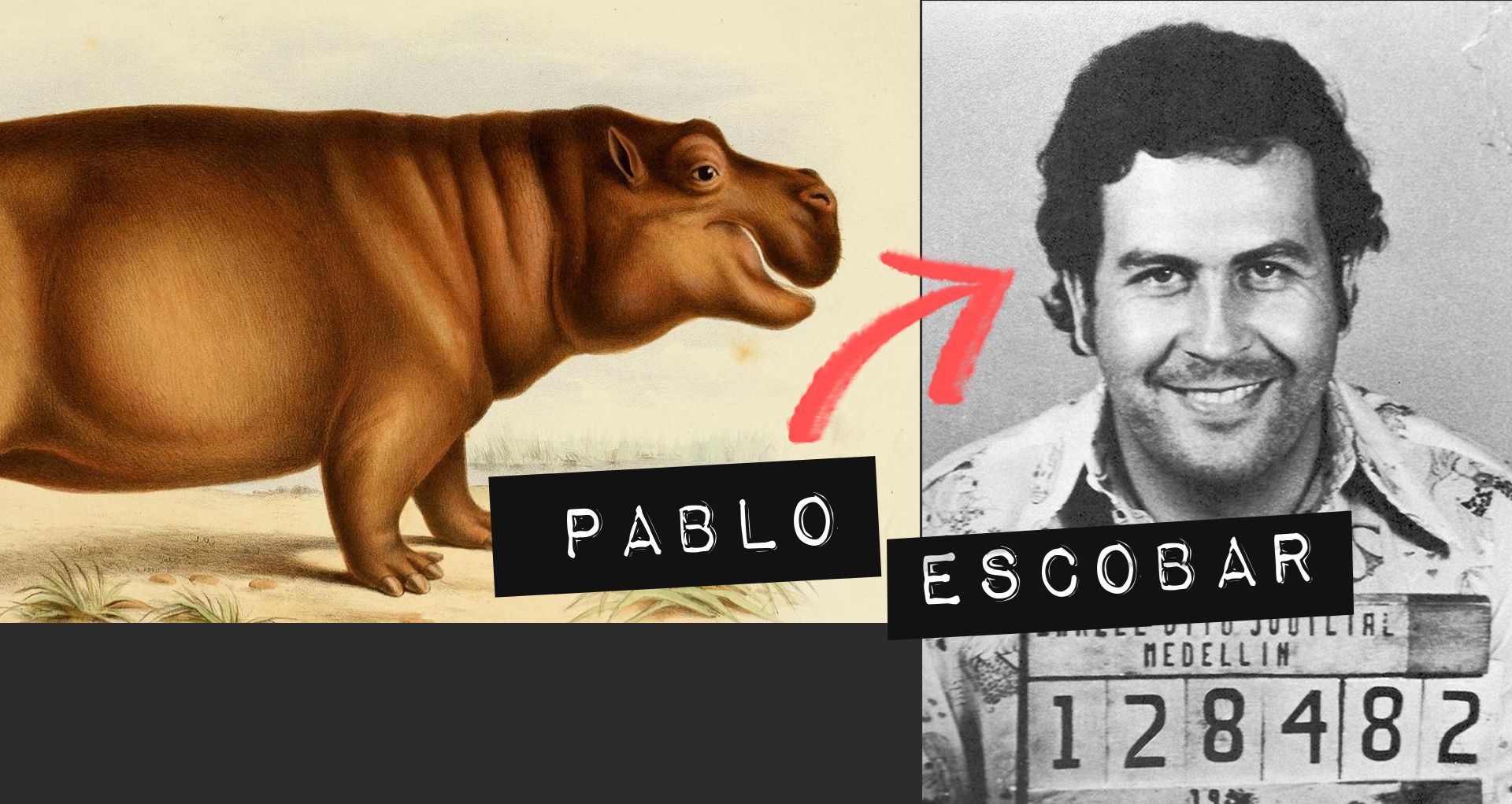Ο Pablo Escobar ακόμα αποτελεί πρόβλημα για τους ιπποπόταμους στην Κολομβία