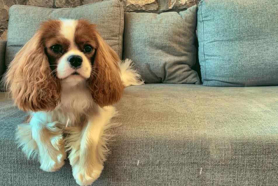 Kupo, το κουτάβι που μιλάει ελληνικά στο TikTok