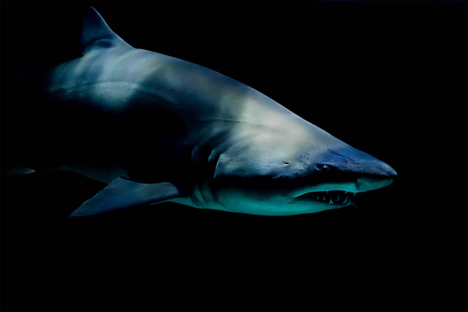 Όρκα εναντίον καρχαρία