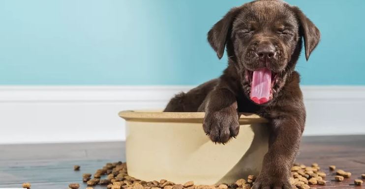 Τι πρέπει να προσέξεις για να επιλέξεις τη σωστή τροφή για τον σκύλο σου