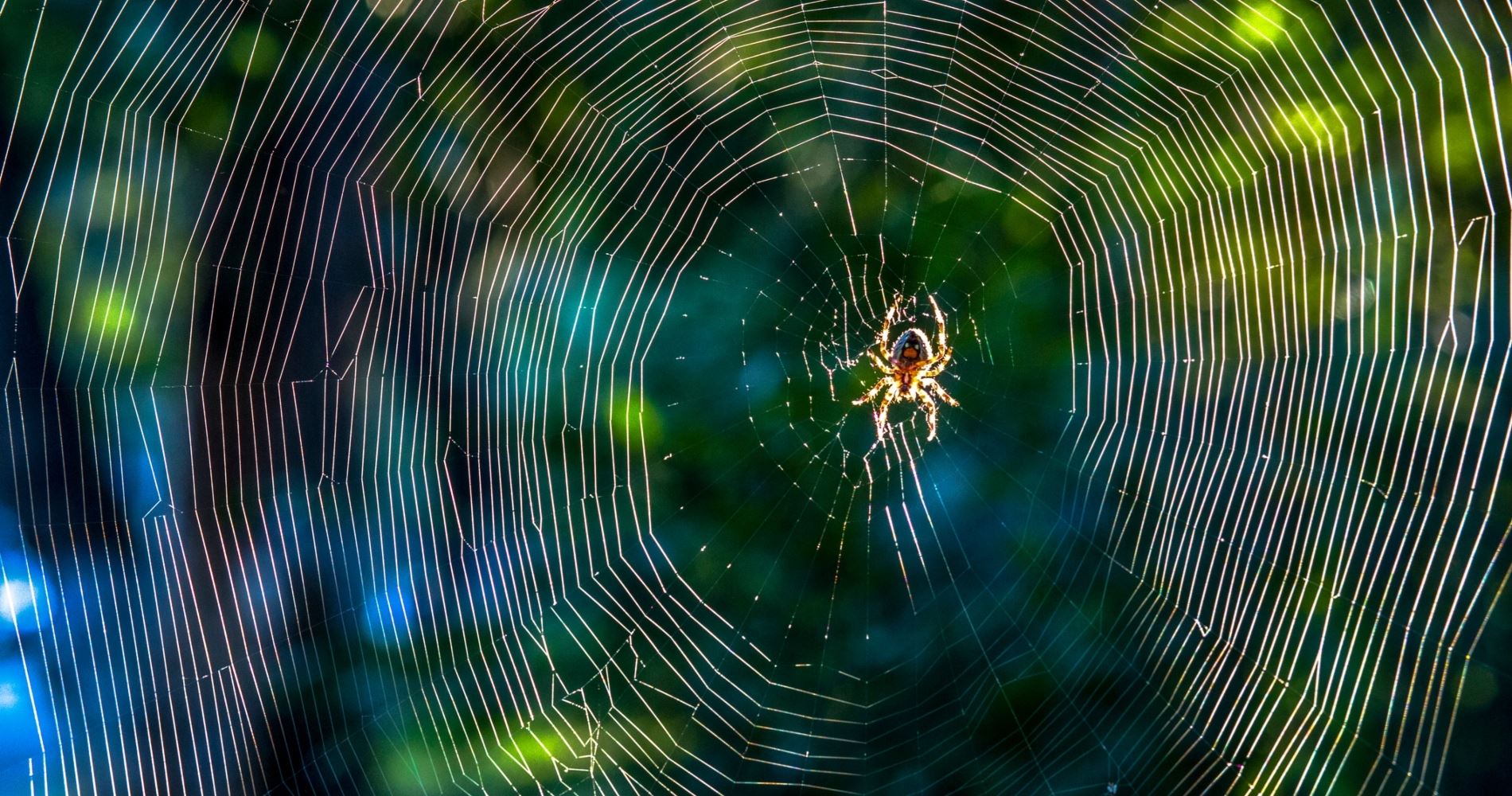 Κι αν η φονική αράχνη-μπανάνα θεραπεύει τη στυτική δυσλειτουργία;