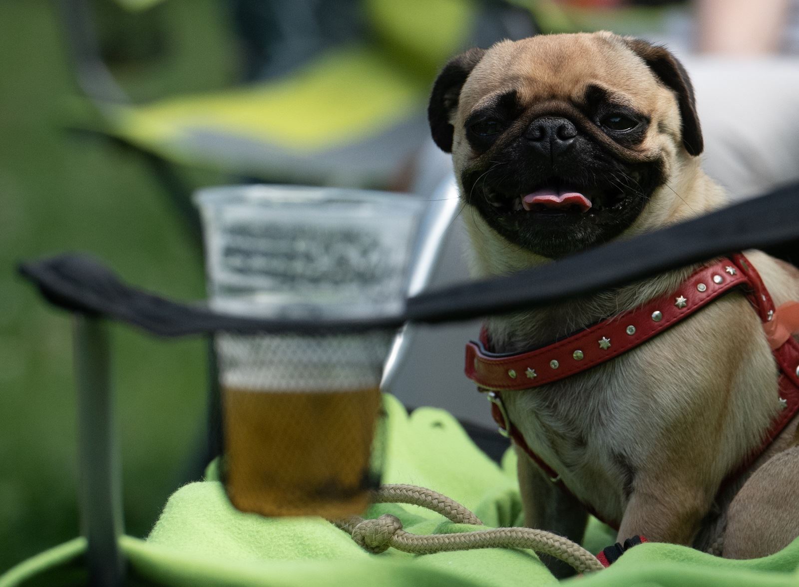 Μπύρα για σκύλους: Αυτό που έλειπε από τον πλανήτη