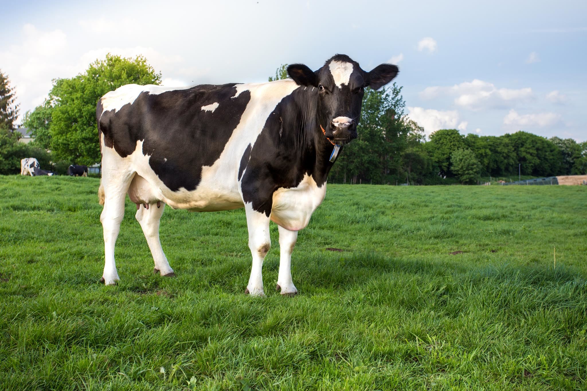 Γιατί όλο και περισσότεροι άνθρωποι γίνονται αλλεργικοί στο κρέας