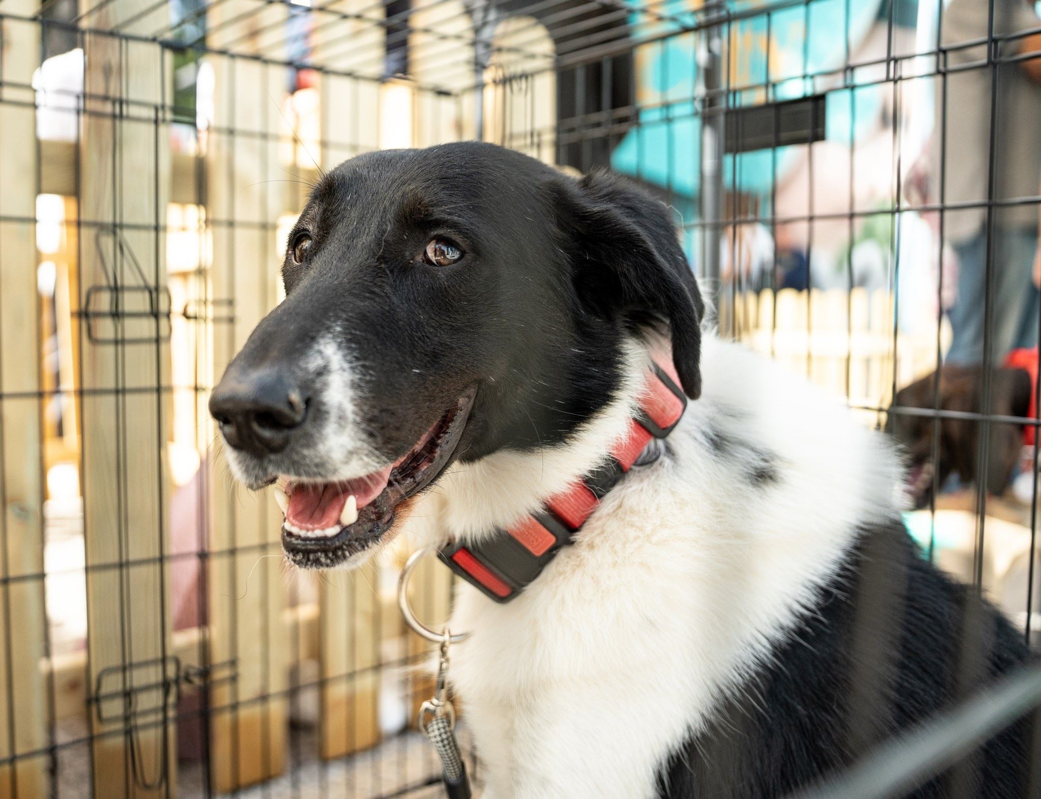 Παγκόσμια Ημέρα των Ζώων | Τα Pet City διοργάνωσαν την πρώτη Ημέρα Υιοθεσίας για αδέσποτα σκυλάκια