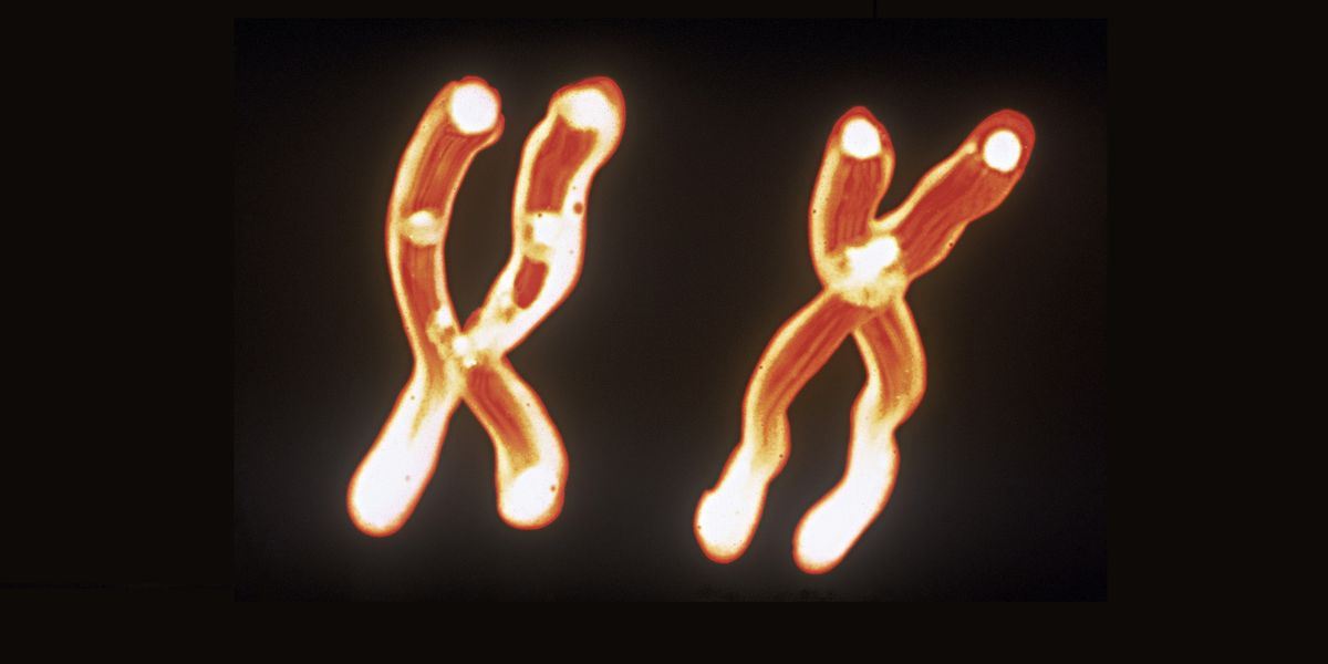 Πόσο ζυγίζει ένα ανθρώπινο χρωμόσωμα