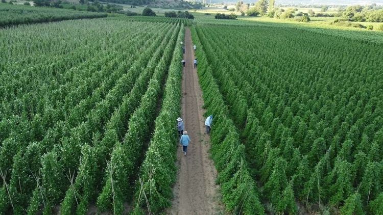 Από το χωράφι στην κουζίνα: Η βιωσιμότητα στο πιάτο μας-Η τάση που αλλάζει τον τρόπο που τρώμε