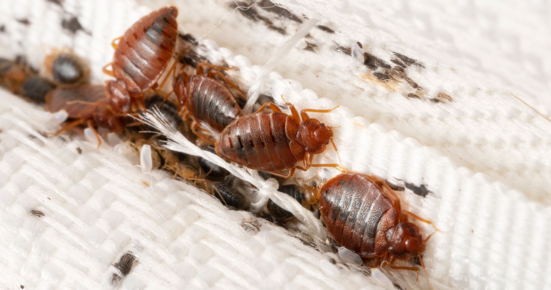 Πώς έφτασαν οι κοριοί στην Ελλάδα