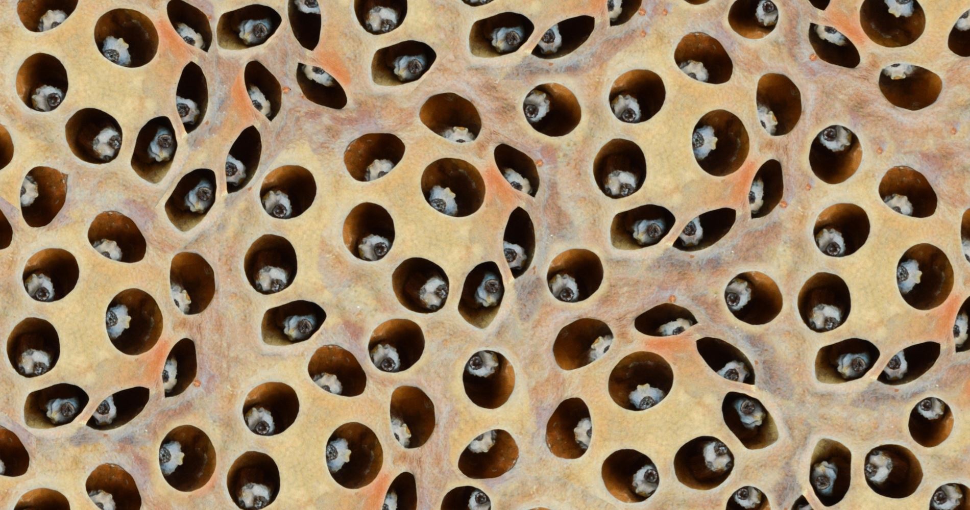 Τι είναι πάλι αυτή η τρυποφοβία;