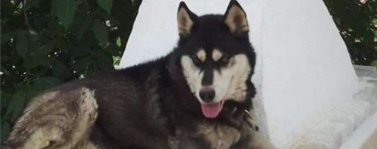 Δεν προκύπτει ανθρώπινη κακοποίηση σύμφωνα με το πόρισμα πραγματογνώμονα της ΕΛΑΣ για το θάνατο του Όλιβερ