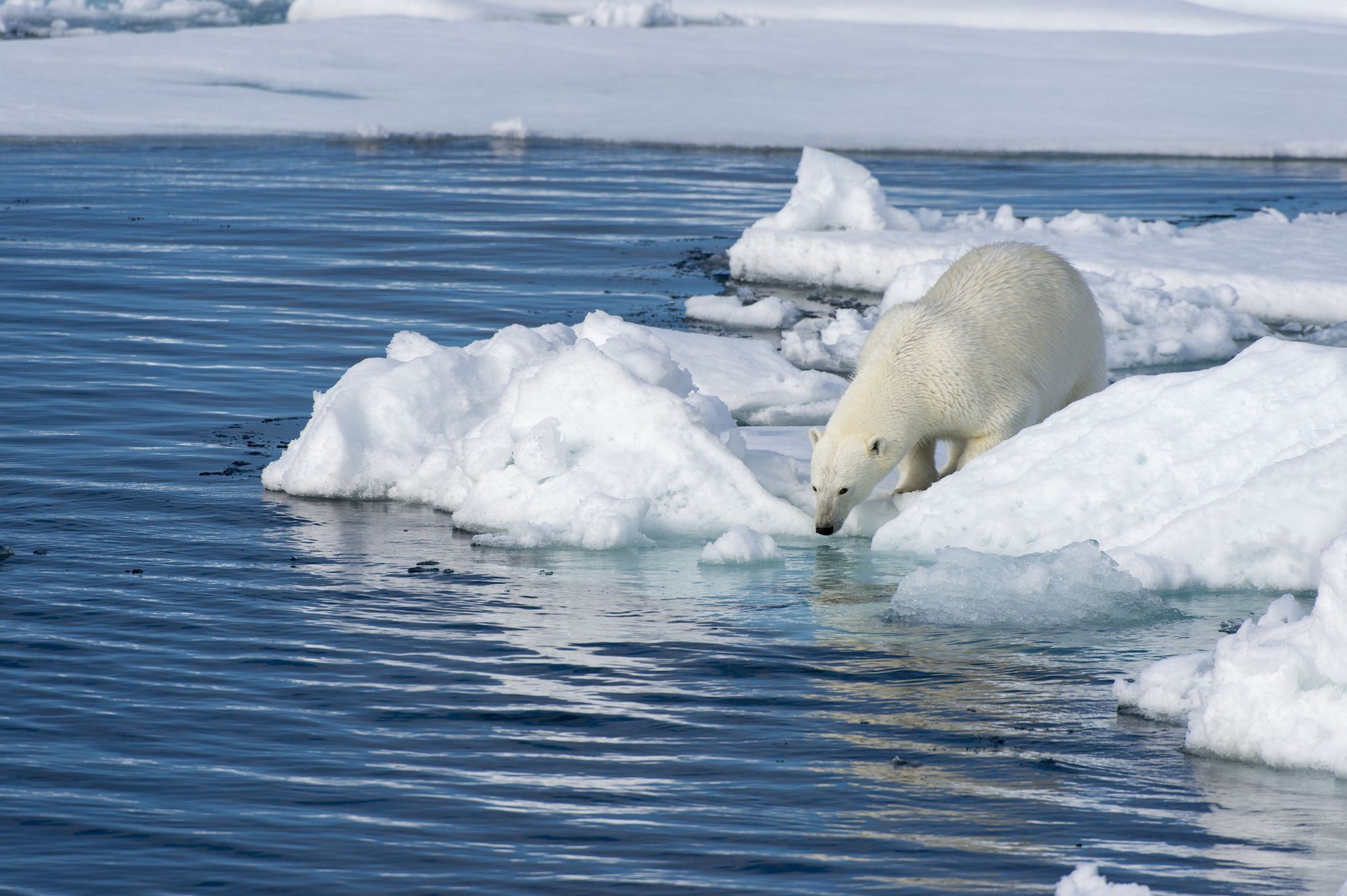 Ο Αρκτικός Ωκεανός μόλις μολύνθηκε από χλαμύδια