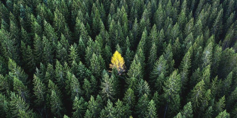 7 ασυνήθιστα αρώματα που μυρίζουν φθινόπωρο