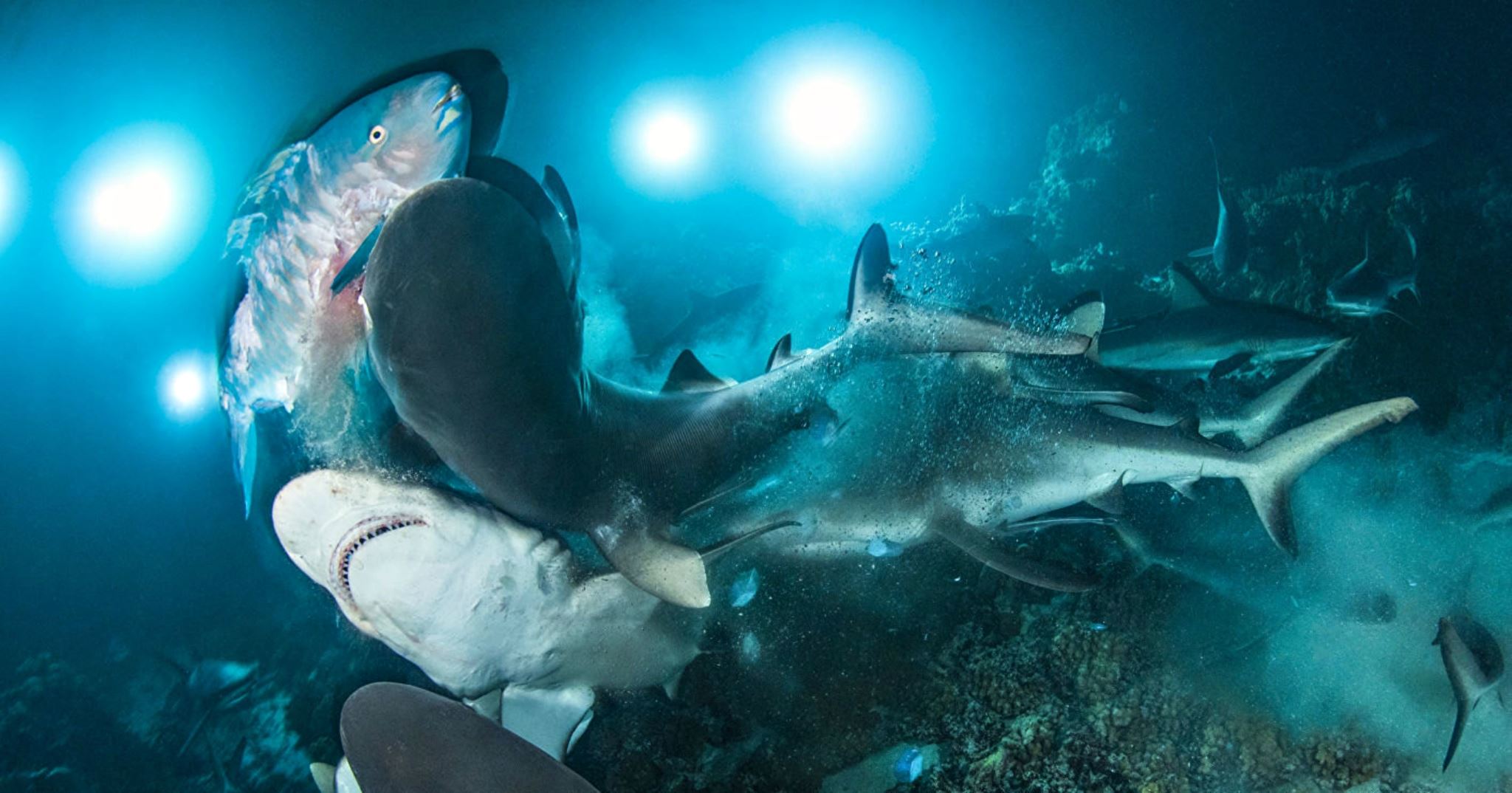 Οι πιο εντυπωσιακές υποβρύχιες φωτογραφίες του 2019