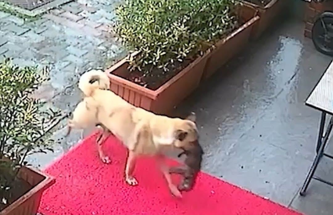 Σκυλίτσα μετέφερε το ετοιμοθάνατο κουτάβι της σε κτηνιατρείο για να το σώσουν (video)