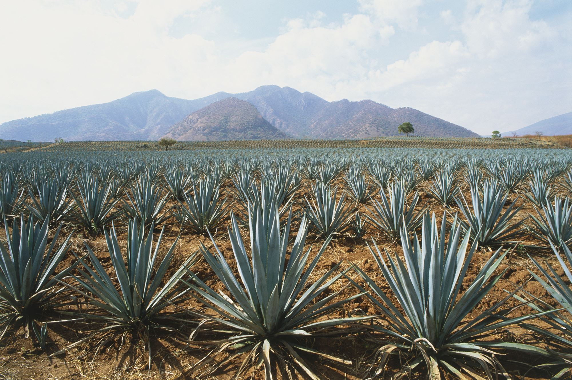 Τελειώνει όντως η τεκίλα στον πλανήτη;