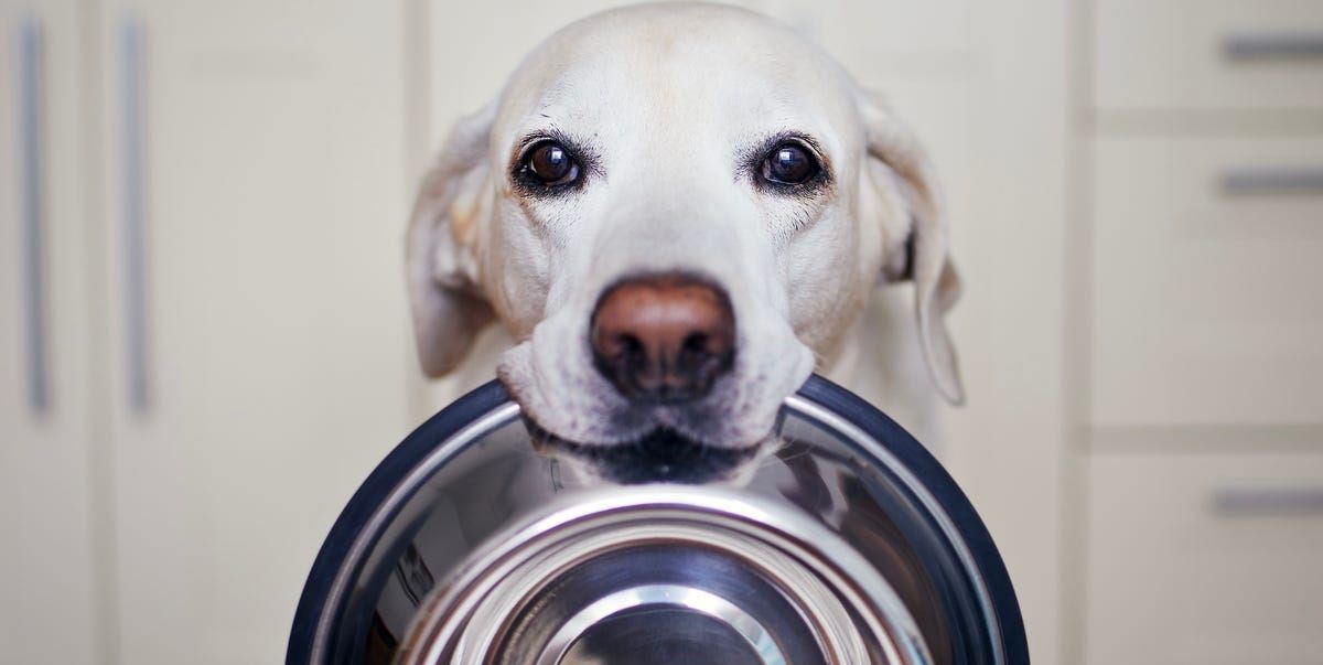 Τελικά, πόσες φορές την ημέρα πρέπει να ταΐζεις τον σκύλο σου;
