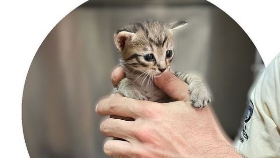 Στο Καταφύγιο του Σωκράτη, τα αδέσποτα ζώα της Αθήνας βρίσκουν στέγη