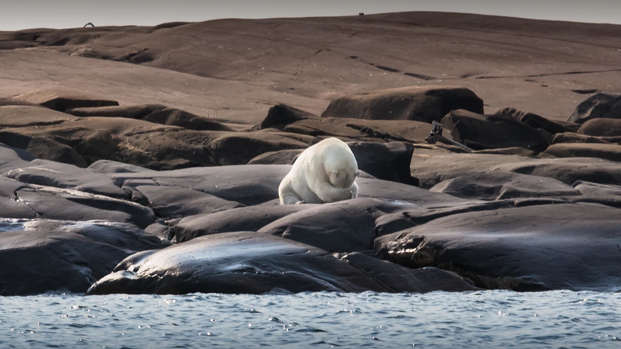 50 χρόνια ήταν αρκετά για να εξαφανιστούν τα 2/3 των άγριων ζώων