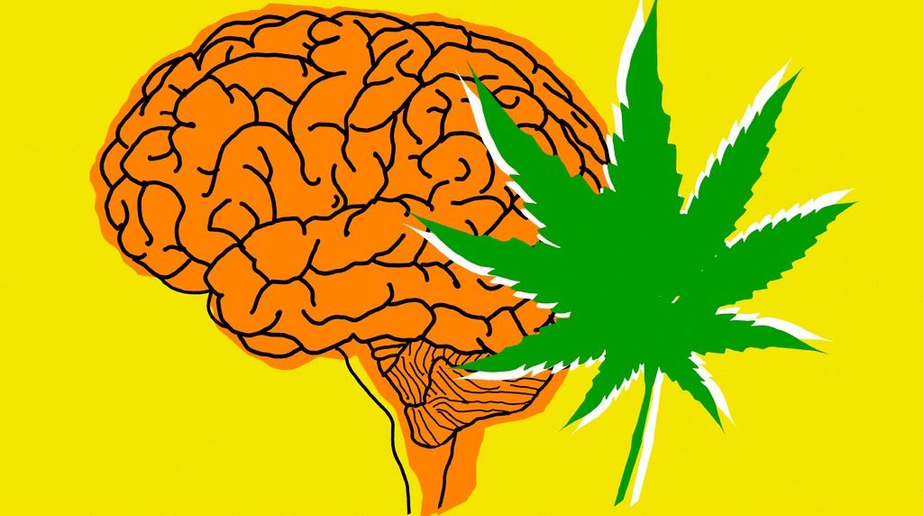 Όσα πρέπει να γνωρίζεις για την κάνναβη