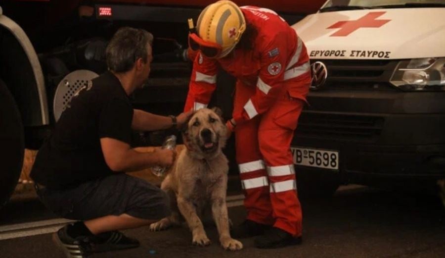 Πώς μπορείς να βοηθήσεις τα πυρόπληκτα ζώα