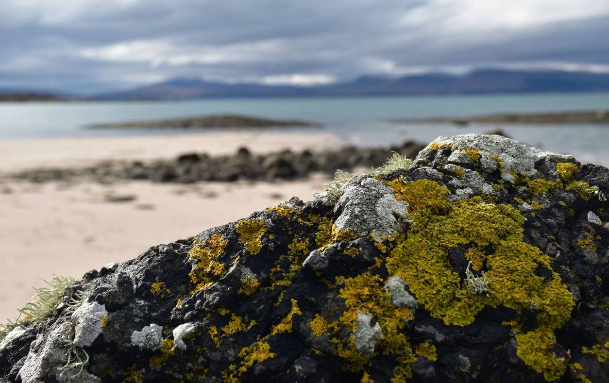 Ποιος οργανισμός κάνει περισσότερο σεξ από τον άνθρωπο