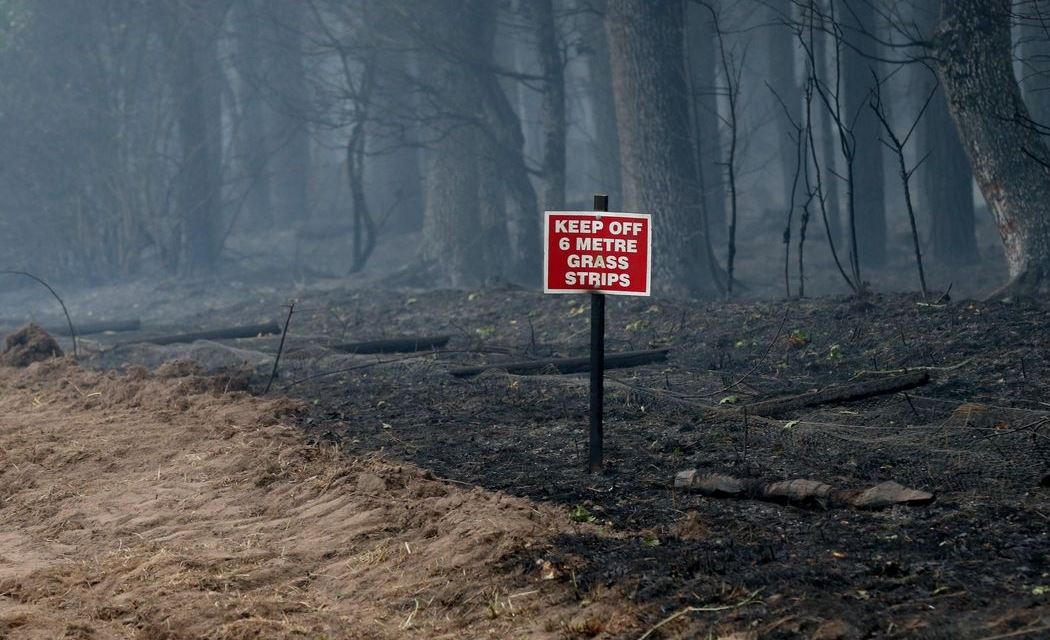 Τα δέντρα του πλανήτη κάνουν ό,τι μπορούν