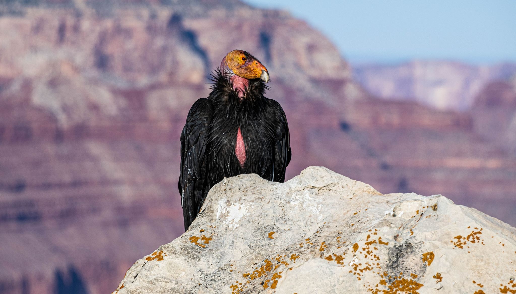 Στις ΗΠΑ ξεκίνησαν να εμβολιάζουν πουλιά. Αλλά γιατί;