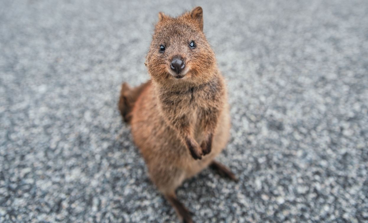 Αυτά είναι τα πιο χαριτωμένα ζώα στον κόσμο χωρίς καμία αμφιβολία