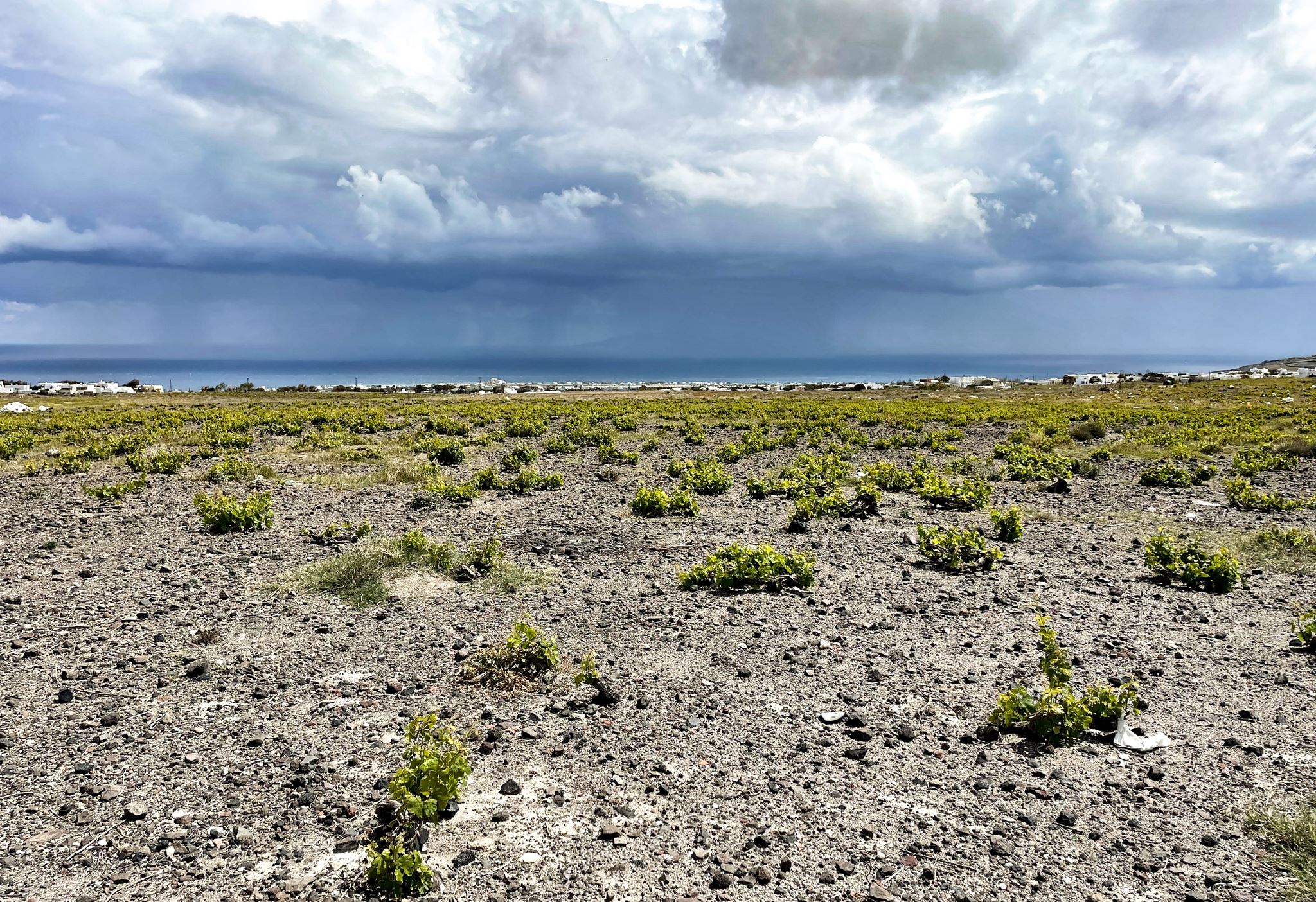 ΟΕΝΟ Π, ένας μοναδικός έρωτας για το κρασί που έγινε θαυμάσιο οινοποιείο
