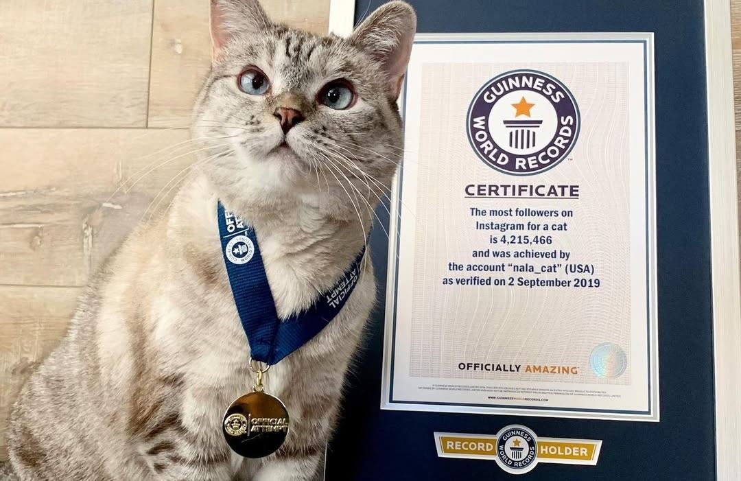 Αυτή είναι η πιο πλούσια γάτα στον κόσμο - Πόση είναι η περιουσία της