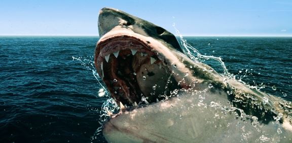 SharkFest: Το αφιέρωμα του National Geographic στα φονικά σαγόνια των θαλασσών