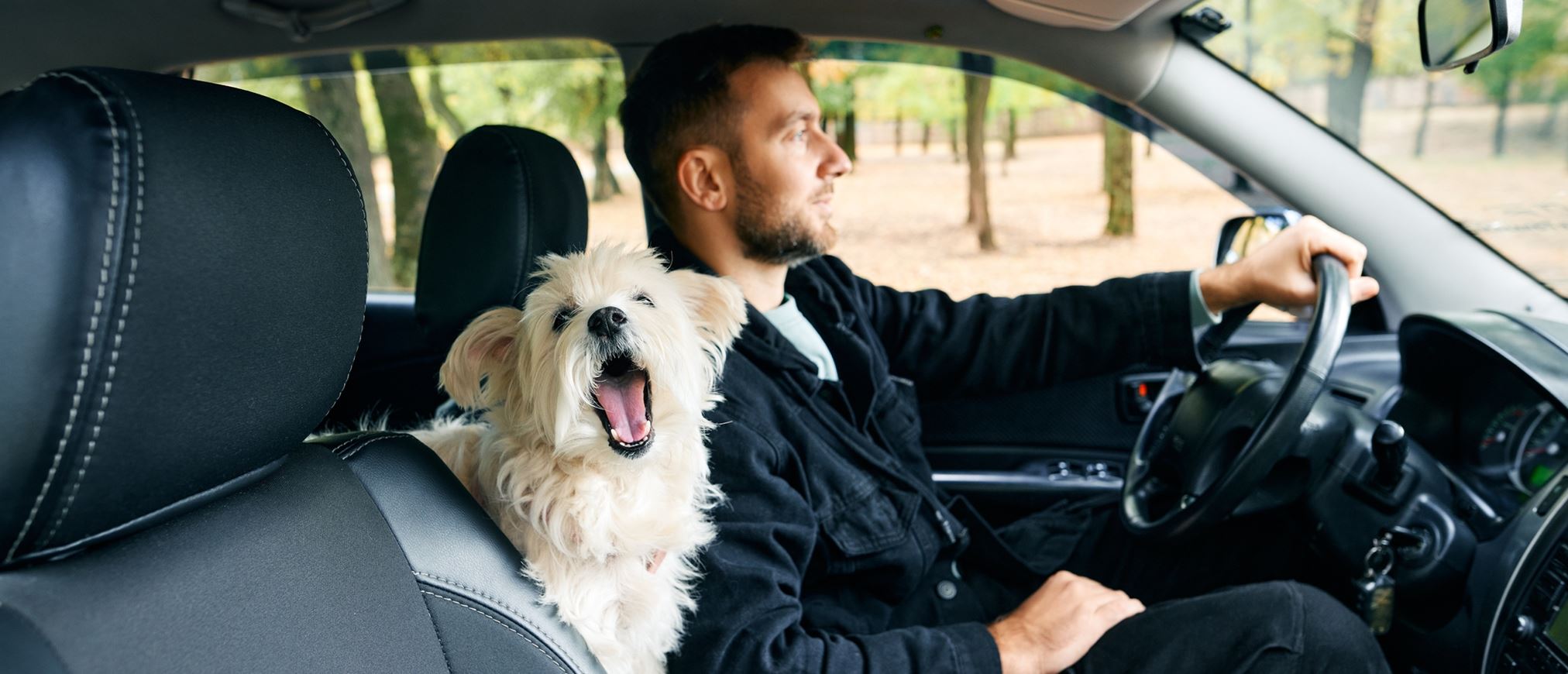 Η σωστή θέση του σκύλου στο αυτοκίνητο για να είναι πιο χαλαρός
