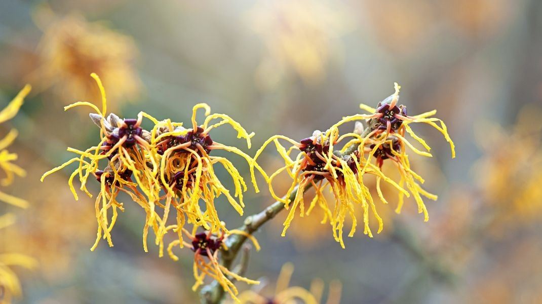 Υπάρχει φυτό που 'φτύνει' τους σπόρους του σα σφαίρες