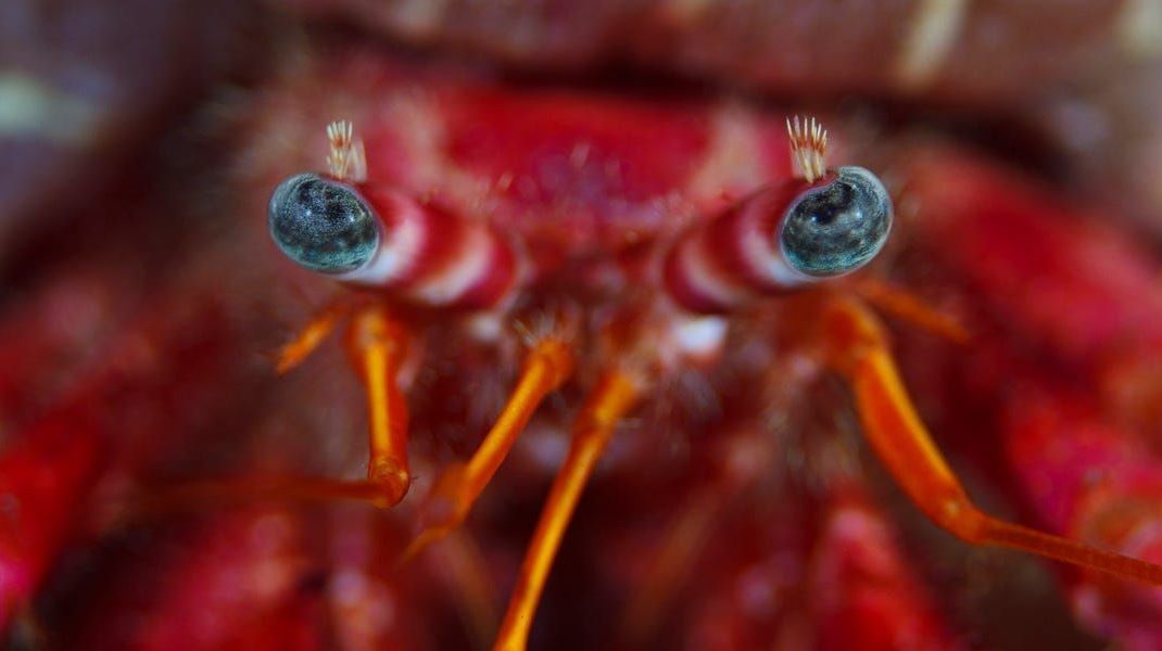 Αυτό το μικρό πλάσμα έχει γίνει ο νέος σταρ του διαδικτύου