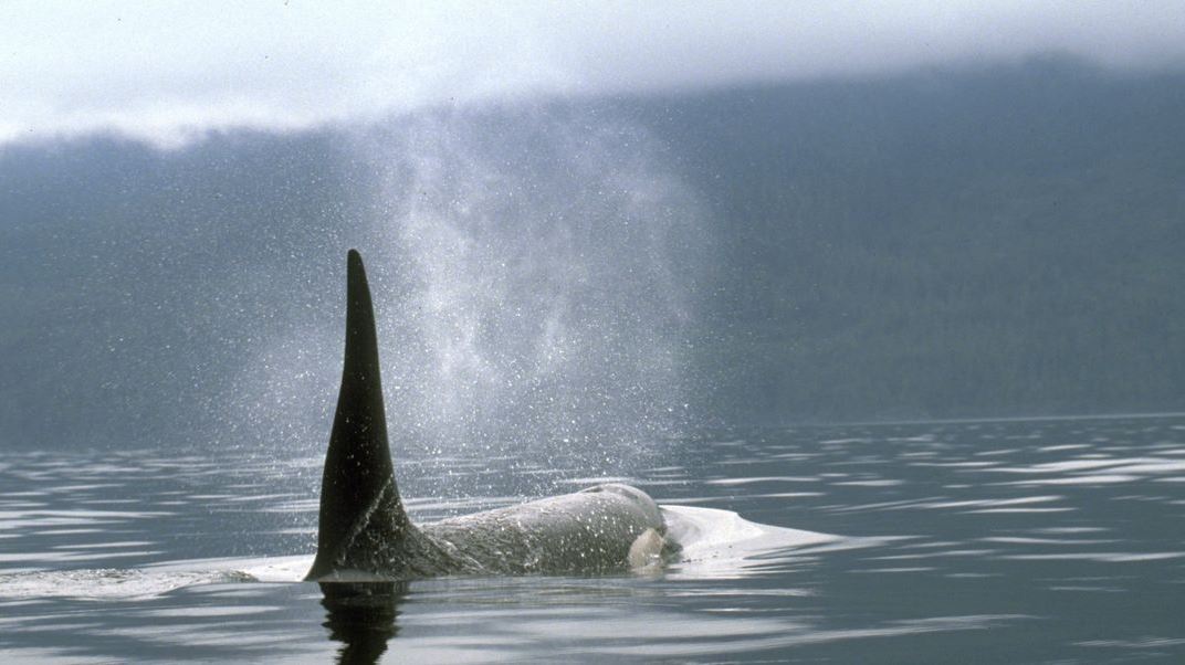 Αυτά τα ζώα καταστρέφουν σκάφη αναψυχή- και δεν είναι καρχαρίες