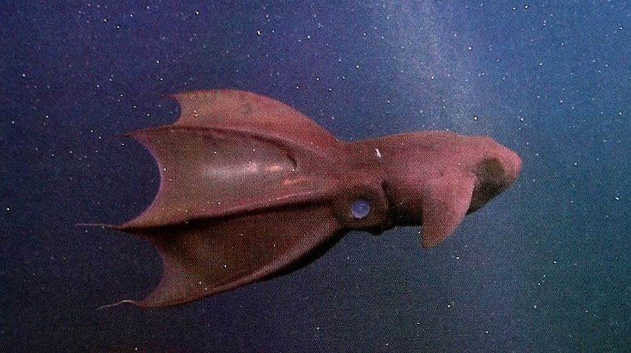 Όλα τα 'χαμε, τα καλαμάρια βαμπίρ μας έλειπαν