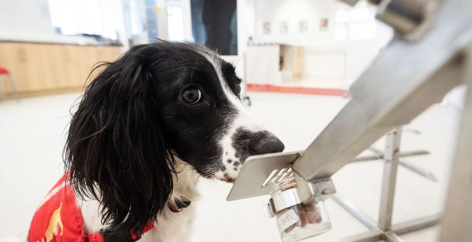 Τα σκυλιά μπορούν να μυρίζουν τον κορονοϊό στον άνθρωπο