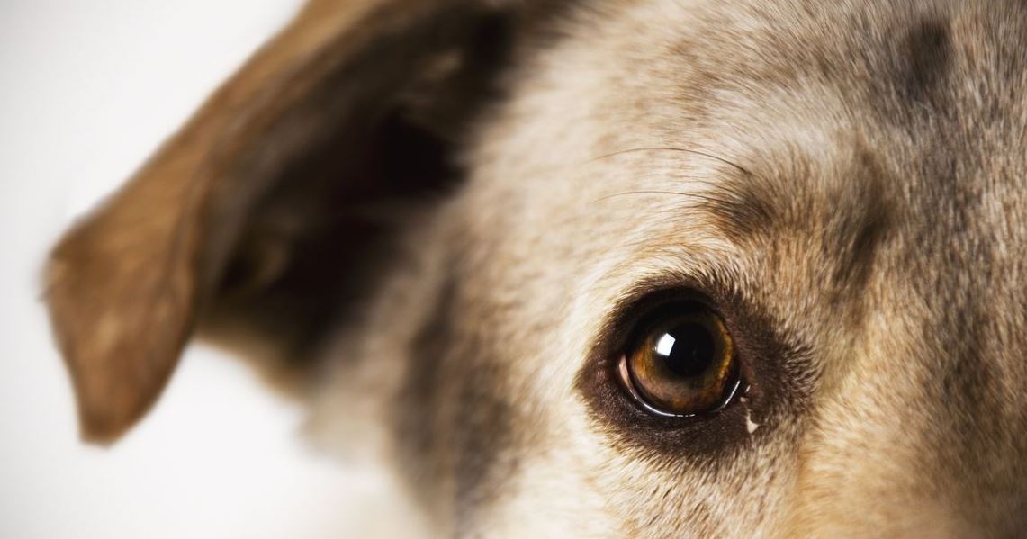 Μιλάνε τελικά τη γλώσσα μας οι σκύλοι;