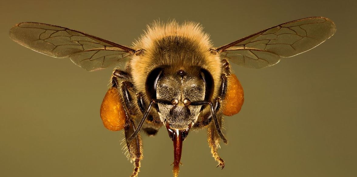 Οι μέλισσες που εκπαιδεύονται για να βρίσκουν τον κορονοϊό