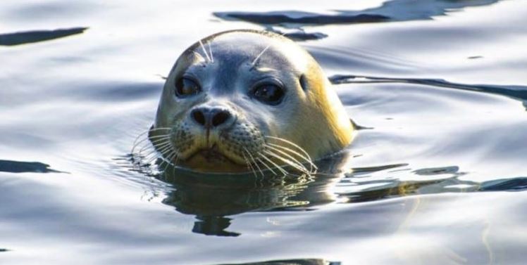 €5.000 για να βρεθεί ο δολοφόνος του Κωστή