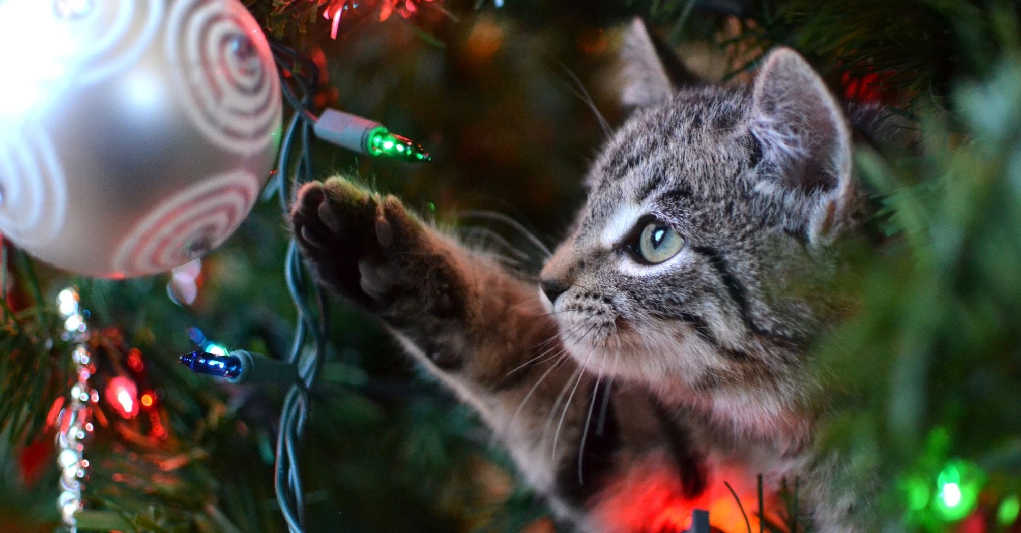 Μερικές ιδέες για να σώσεις το χριστουγεννιάτικό σου δέντρο από τη γάτα σου