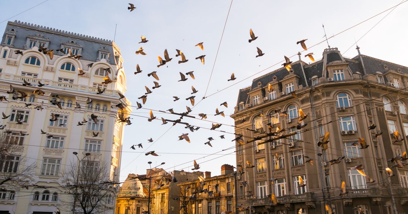 Η πανδημία άλλαξε ρεπερτόριο στα πτηνά, στην κυριολεξία