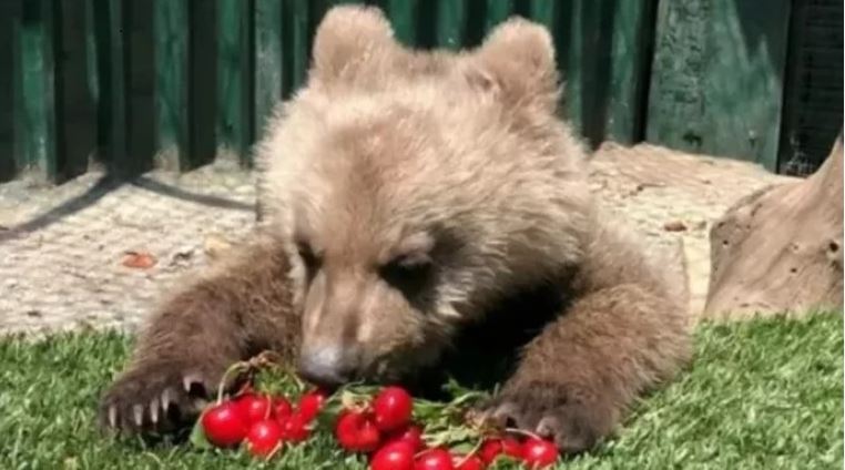 Ο Θωμάς, το ορφανό αρκουδάκι του Αρκτούρου λατρεύει τα κεράσια