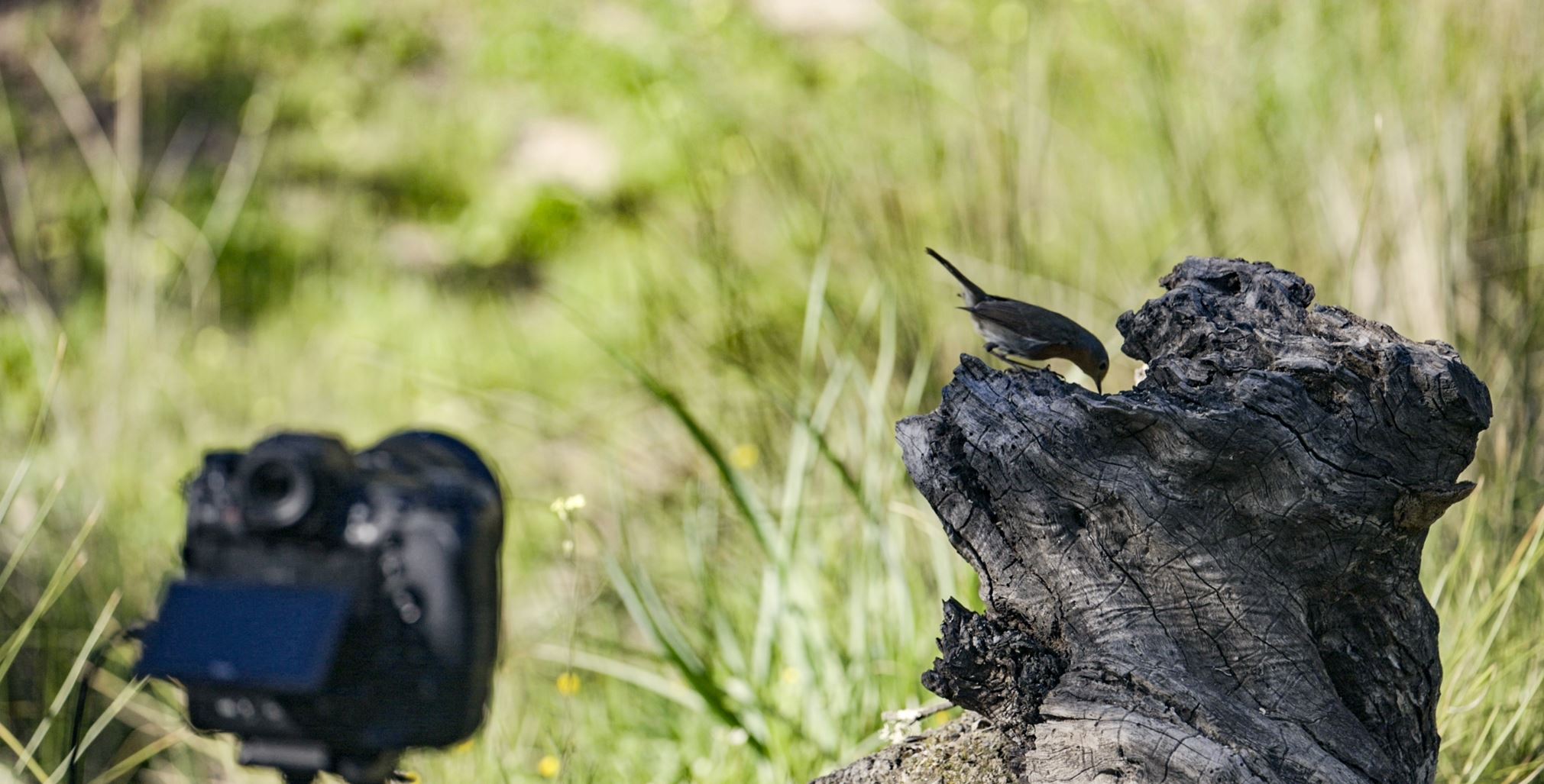 Ευχάριστα νέα από την Nikon Z 9 και την έκδοση 4.00 του firmware