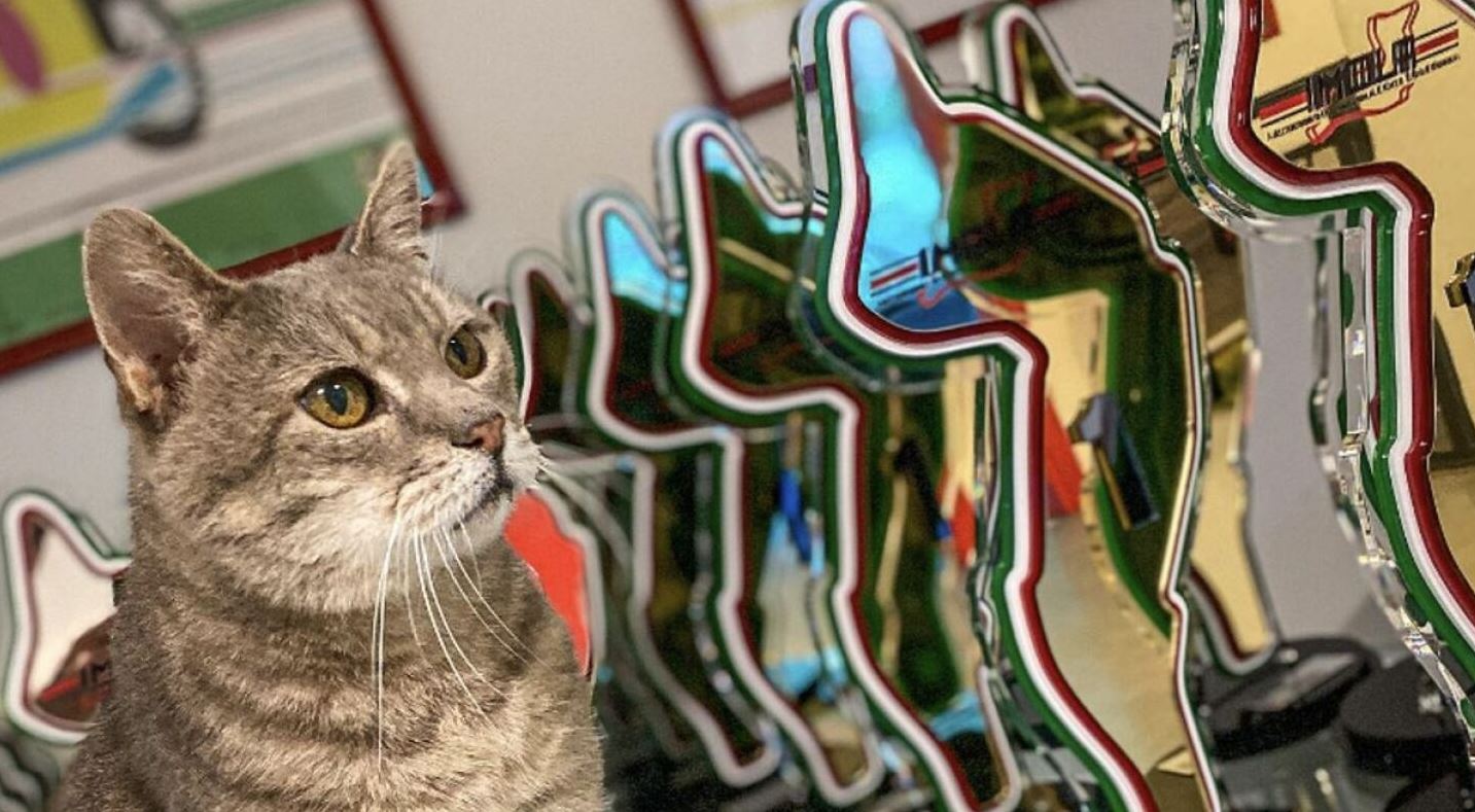 Formulino, ο τυχερός γάτος της Formula 1