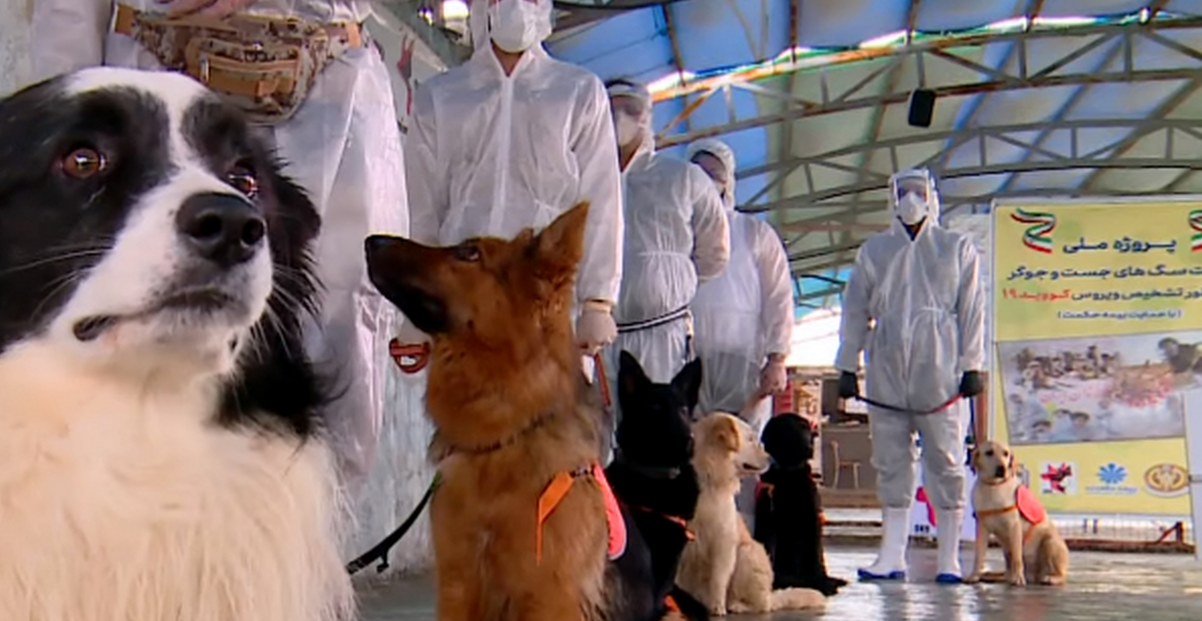 Οι εκπαιδευμένοι για να ανιχνεύουν τον κορoνοϊό σκύλοι της Τεχεράνης