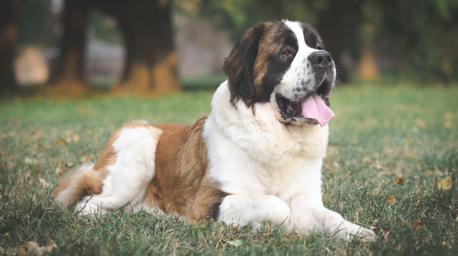 5 ράτσες σκύλων που ζουν για λιγότερα χρόνια