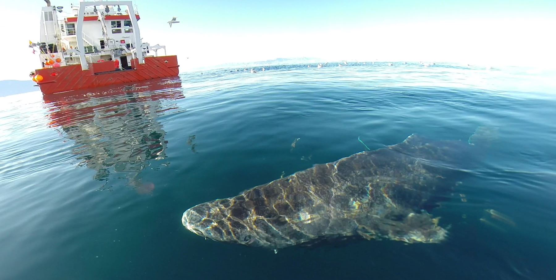 Ο καρχαρίας των 400 ετών